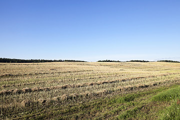 Image showing farm field cereals