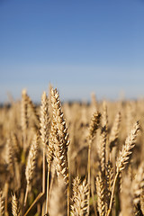 Image showing ripe yellow cereals