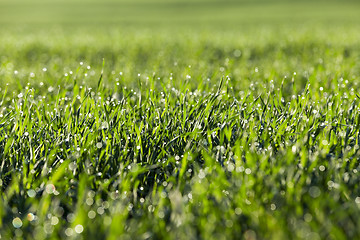 Image showing young grass plants, close-up