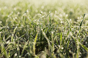 Image showing young grass plants, close-up