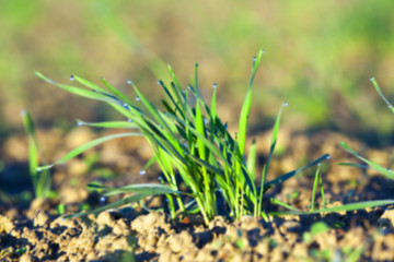 Image showing young grass plants, close-up