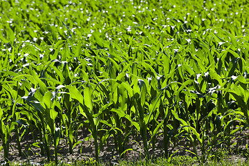 Image showing Green corn field