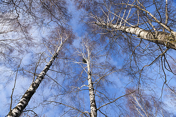 Image showing Birch tree in winter