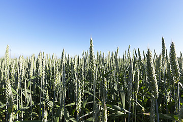 Image showing agricultural field wheat