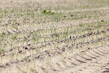 Image showing field with green onions