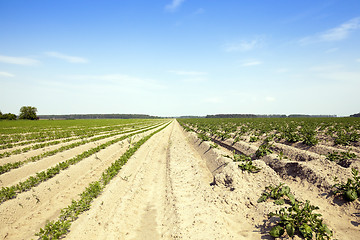 Image showing Potatoes in the field