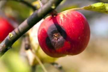 Image showing Apple on a branch