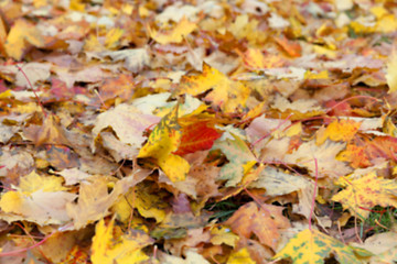 Image showing autumn in the park