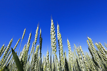 Image showing agricultural field wheat