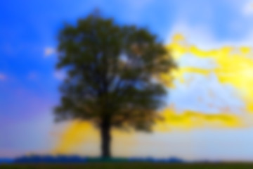 Image showing tree in the field, dawn