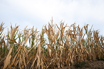 Image showing Green immature corn