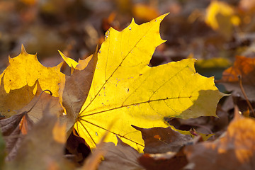 Image showing yellowing leaves on the trees