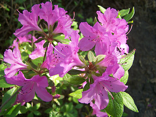 Image showing Azalea