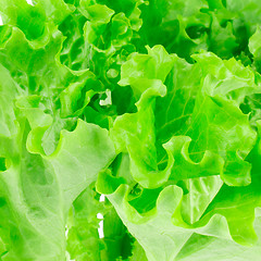 Image showing lettuce leaves on a white background