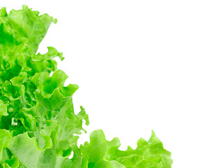 Image showing lettuce leaves isolated on white