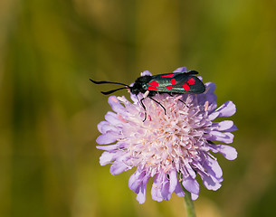 Image showing Six-spot Burnet Moth