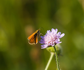 Image showing Small Skipper Butterfly