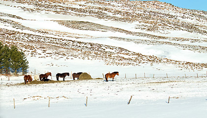 Image showing Icelandic Horses