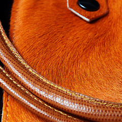 Image showing horse leather bag