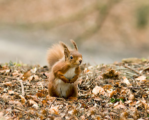 Image showing Red Squirrel