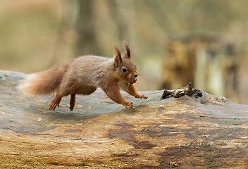 Image showing Red Squirrel Leaping