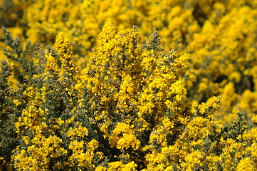 Image showing Gorse/Whin Bush