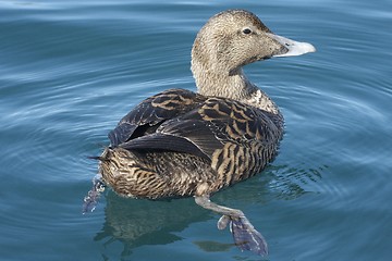 Image showing Eider