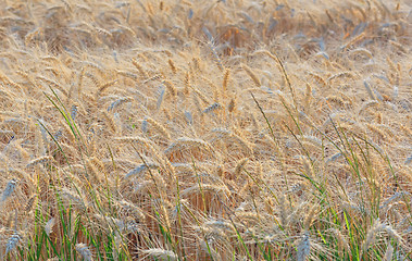 Image showing ripe barley field