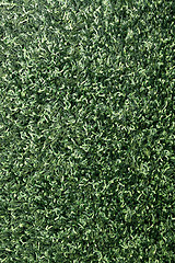 Image showing Carpet green