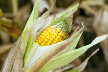 Image showing ripe corn, autumn