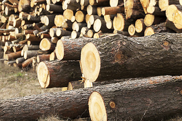 Image showing logging. bunch. forest