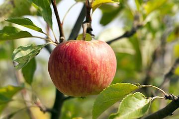 Image showing Apple on a branch