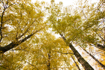 Image showing autumn in the park