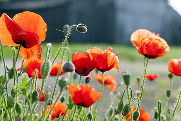 Image showing blooming red poppies