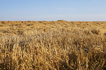 Image showing ripe yellow cereals