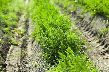 Image showing Field with carrot