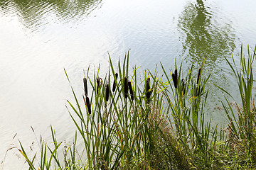 Image showing green swamp, close-up