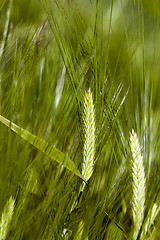 Image showing green cereals, close-up