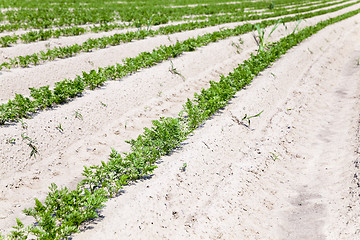 Image showing green carrot field