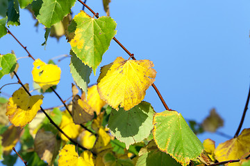 Image showing yellowing foliage linden