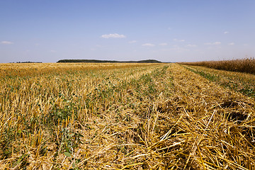 Image showing mature cereals , field