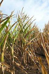 Image showing Green immature corn