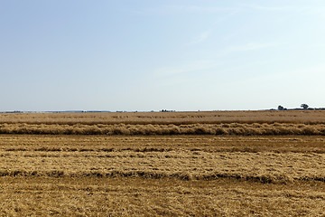 Image showing farm field cereals