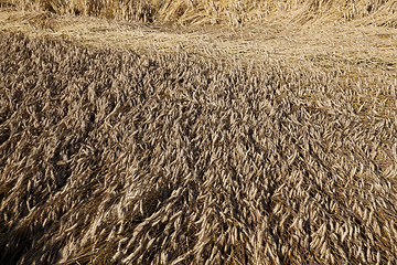 Image showing ripe yellow cereals