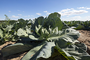 Image showing green cabbage in a field