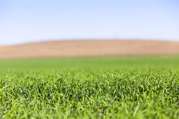 Image showing young grass plants, close-up