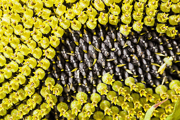 Image showing yellow flower sunflower