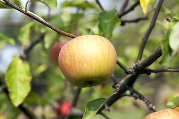 Image showing Apple on a branch