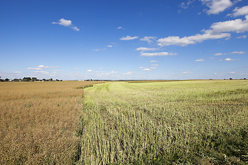 Image showing harvesting of rape