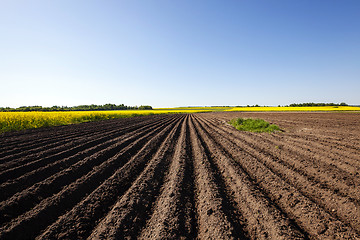 Image showing potato field , furrow